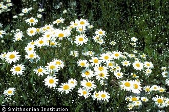 <i>Chrysanthemum leucanthemum</i> L. var. pinnatifidum Lecoq & Lamotte