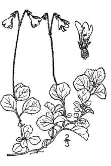 <i>Linnaea borealis</i> L. var. americana (Forbes) Rehder
