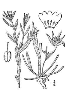 <i>Lithospermum arvense</i> L.