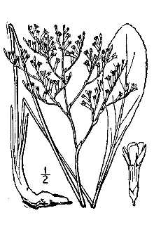 <i>Limonium obtusilobum</i> S.F. Blake