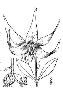 <i>Lilium carolinianum</i> Michx., non Bosc ex Lam.