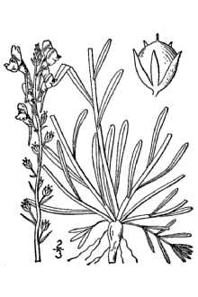 <i>Linaria canadensis</i> (L.) Chaz.