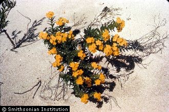 <i>Lithospermum caroliniense</i> (Walter ex J.F. Gmel.) MacMill. ssp. croceum (Fernald) Cusick