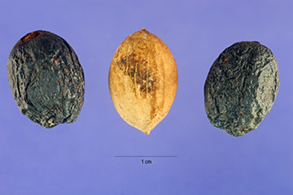 <i>Saribus oliviformis</i> Hassk.
