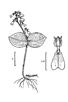 <i>Neottia convallarioides</i> (Sw.) Rich.
