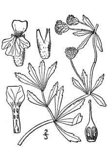 <i>Lippia cuneifolia</i> (Torr.) Steud.