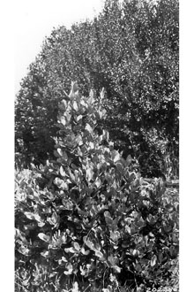 <i>Lithocarpus densiflorus</i> (Hook. & Arn.) Rehder