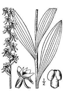 <i>Platanthera dilatata</i> (Pursh) Lindl. ex Beck var. angustifolia Hook.