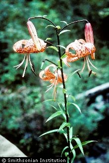 Henry's Lily