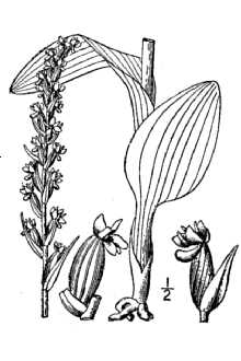 <i>Platanthera hyperborea</i> (L.) Lindl. var. hyperborea
