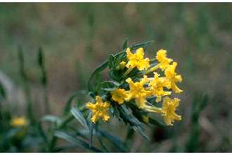 <i>Batschia linearifolia</i> (Goldie) Small