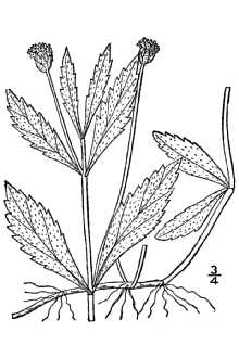 <i>Lippia lanceolata</i> Michx.
