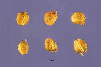 <i>Phyla lanceolata</i> (Michx.) Greene var. recognita (Fernald & Grisc.) Soper
