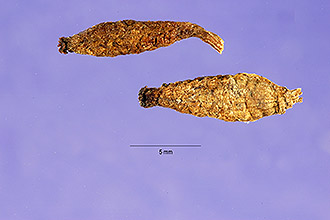 <i>Salvinia laevigata</i> Humb. & Bonpl. ex Willd.