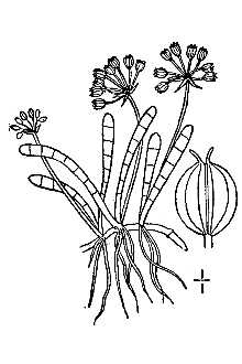 <i>Lilaeopsis lineata</i> (Michx.) Greene
