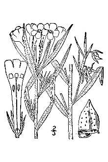 <i>Lithospermum angustifolium</i> Michx.