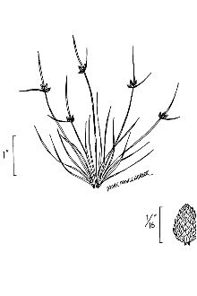 <i>Scirpus micranthus</i> Vahl var. minor (Schrad. ex Roem. & Schult.) B. Boivin