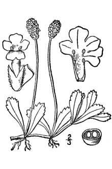 <i>Lippia nodiflora</i> (L.) Michx. var. reptans (Kunth) Kuntze