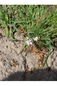Smallflower Woodland-star