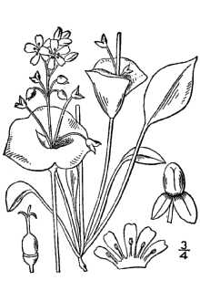 <i>Claytonia perfoliata</i> Donn ex Willd. var. angustifolia Greene