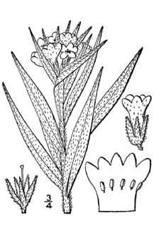 <i>Lithospermum pilosum</i> Nutt.