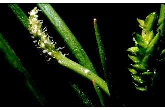 Awl-leaf Lilaea