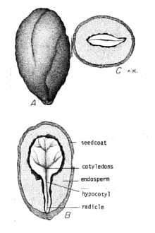 <i>Ligustrum villosum</i> May