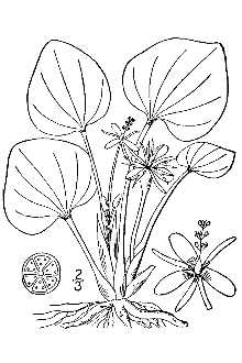 <i>Hydrocharis cordifolia</i> Nutt.