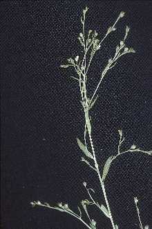 <i>Cathartolinum striatum</i> (Walter) Small