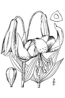 <i>Lilium canadense</i> L. ssp. superbum (L.) Baker, nom. illeg.