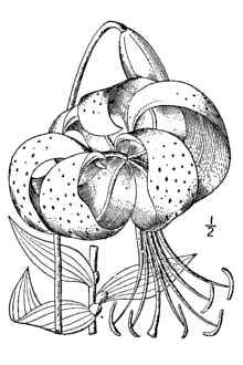 <i>Lilium tigrinum</i> Ker Gawl.
