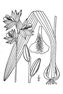 <i>Calopogon pulchellus</i> R. Br. var. latifolius (H. St. John) Fernald