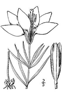 <i>Lilium philadelphicum</i> L. var. montanum (A. Nelson) Wherry
