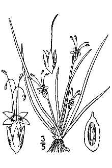 <i>Littorella uniflora</i> (L.) Asch. var. americana (Fernald) Gleason