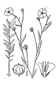 Common Flax