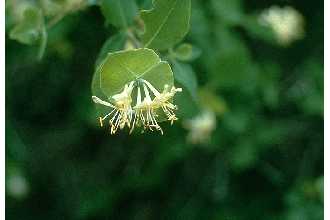 <i>Lonicera albiflora</i> Torr. & A. Gray var. dumosa (A. Gray) Rehder