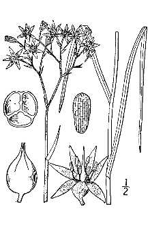 <i>Lophiola americana</i> (Pursh) Alph. Wood
