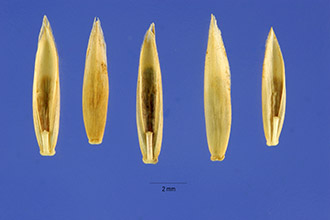 <i>Festuca elatior</i> L. ssp. arundinacea (Schreb.) Hack.
