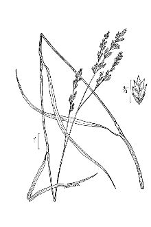 <i>Festuca elatior</i> L. var. arundinacea (Schreb.) Wimm.