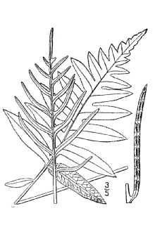 <i>Lorinseria areolata</i> (L.) C. Presl