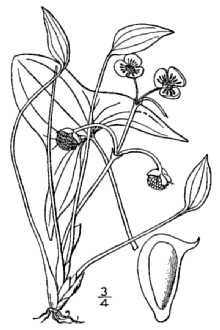 <i>Sagittaria montevidensis</i> Cham. & Schltdl. ssp. calycina (Engelm.) Bogin