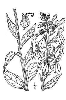 <i>Lobelia cardinalis</i> L. var. meridionalis Bowden