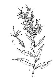 <i>Lobelia splendens</i> Humb. & Bonpl. ex Willd.