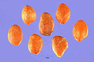 <i>Lonicera caerulea</i> L. var. glabrescens auct.