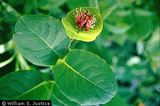 USDA Plants Database Plant Profile General