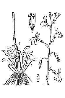 Dortmann's Cardinalflower