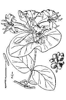 <i>Lonicera flavida</i> Cockerell ex Rehder