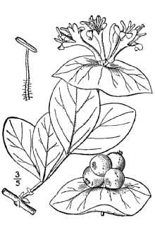 <i>Lonicera glaucescens</i> (Rydb.) Rydb. var. dasygyna Rehder