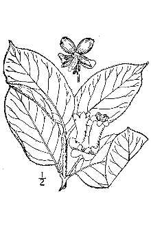 Twinberry Honeysuckle
