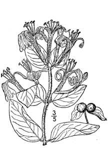 <i>Lonicera japonica</i> Thunb. var. aureo-reticulata (T. Moore) G. Nicholson